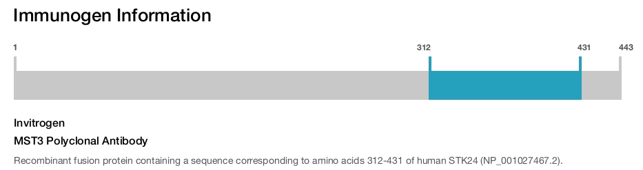 MST3 Polyclonal Antibody