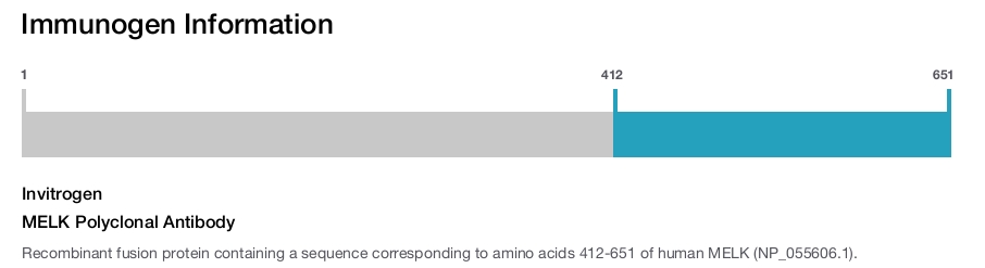 MELK Polyclonal Antibody