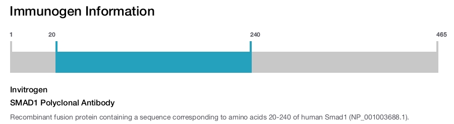 SMAD1 Polyclonal Antibody