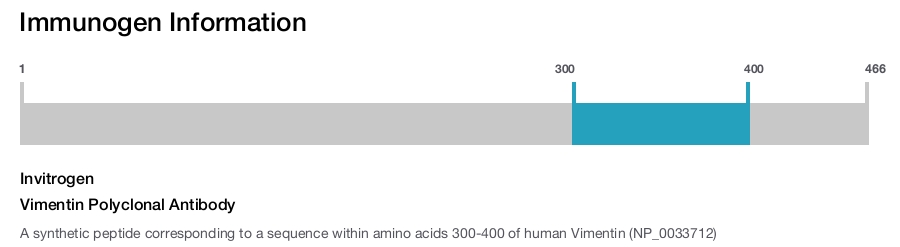 Vimentin Polyclonal Antibody