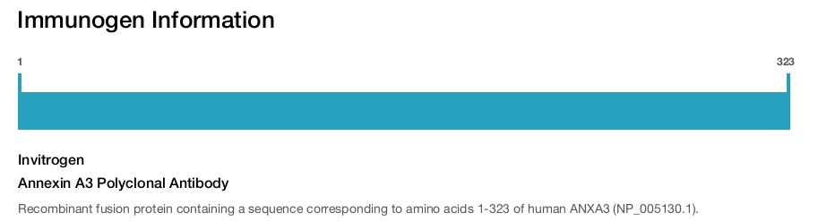 Annexin A3 Polyclonal Antibody