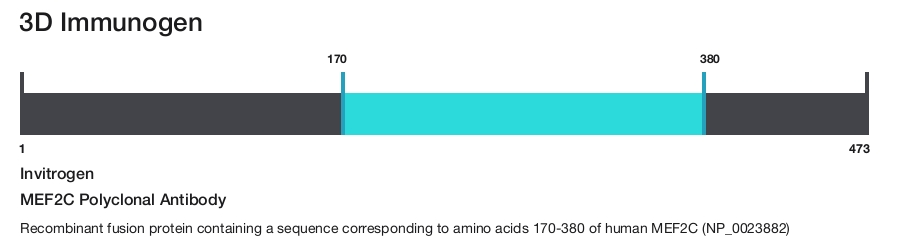 MEF2C Polyclonal Antibody