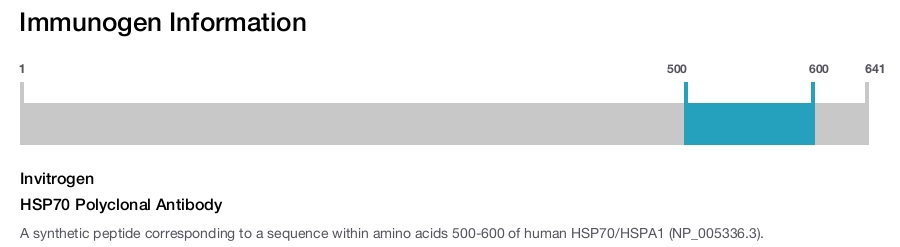 HSP70 Polyclonal Antibody
