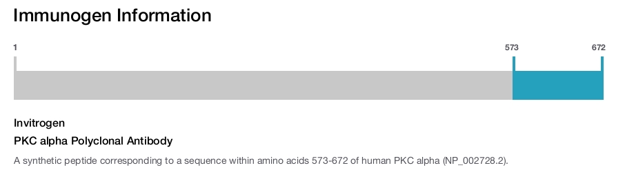 PKC alpha Polyclonal Antibody
