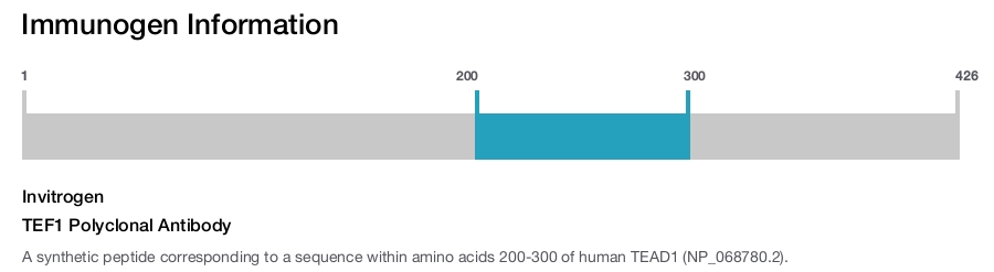 TEF1 Polyclonal Antibody