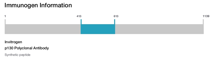 p130 Polyclonal Antibody