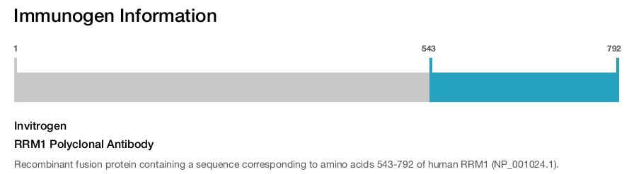 RRM1 Polyclonal Antibody