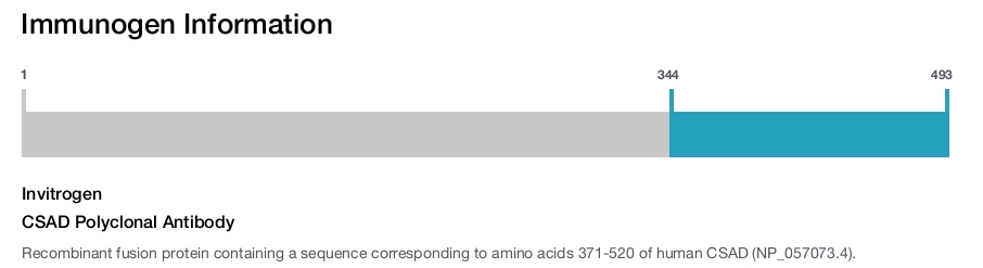 CSAD Polyclonal Antibody
