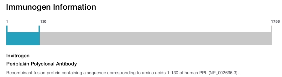 Periplakin Polyclonal Antibody