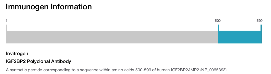 IGF2BP2 Polyclonal Antibody