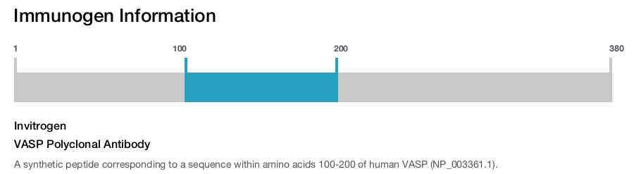 VASP Polyclonal Antibody