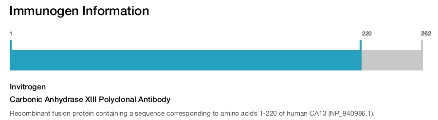 Carbonic Anhydrase XIII Polyclonal Antibody