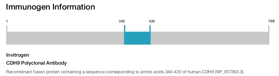 CDH9 Polyclonal Antibody