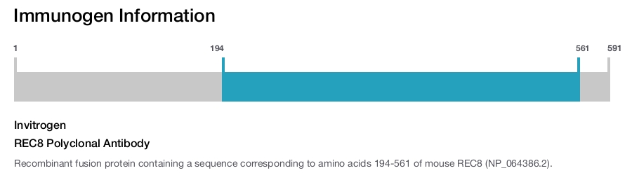 REC8 Polyclonal Antibody
