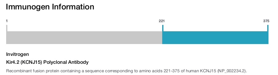 Kir4.2 (KCNJ15) Polyclonal Antibody