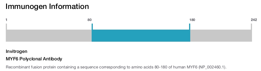 MYF6 Polyclonal Antibody