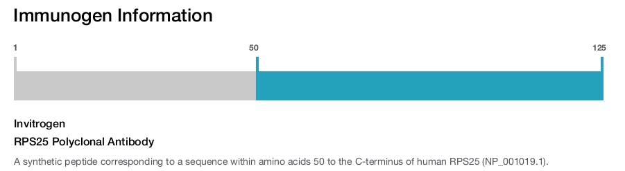 RPS25 Polyclonal Antibody
