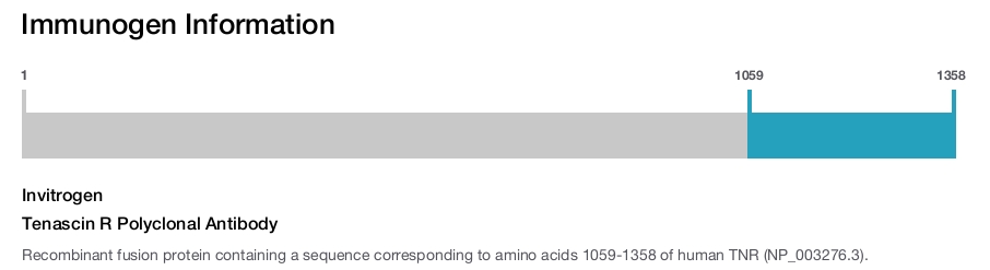 Tenascin R Polyclonal Antibody