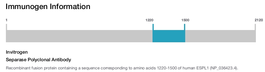 Separase Polyclonal Antibody