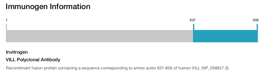 VILL Polyclonal Antibody