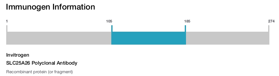 SLC25A26 Polyclonal Antibody