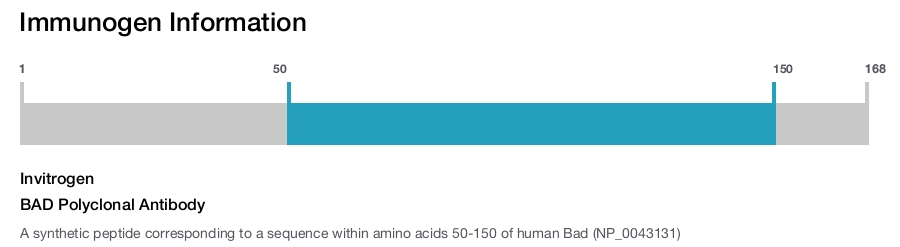 BAD Polyclonal Antibody