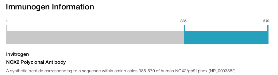 NOX2 Polyclonal Antibody