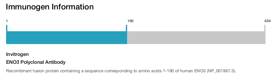 ENO3 Polyclonal Antibody