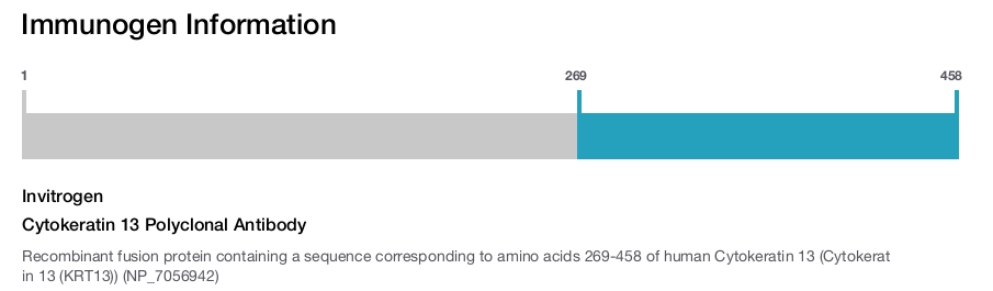 Cytokeratin 13 Polyclonal Antibody