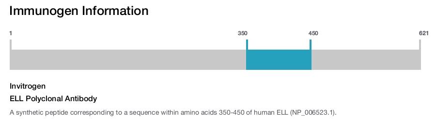 ELL Polyclonal Antibody