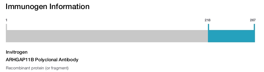 ARHGAP11B Polyclonal Antibody