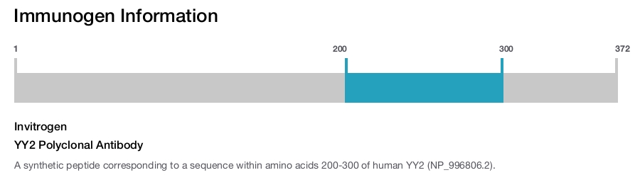 YY2 Polyclonal Antibody