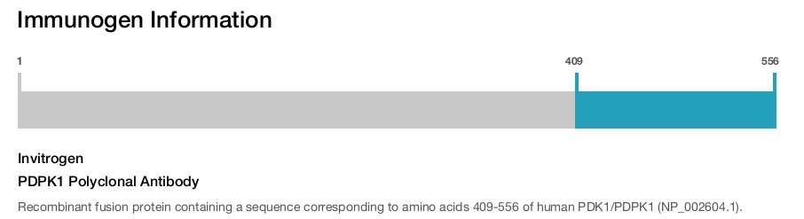 PDPK1 Polyclonal Antibody
