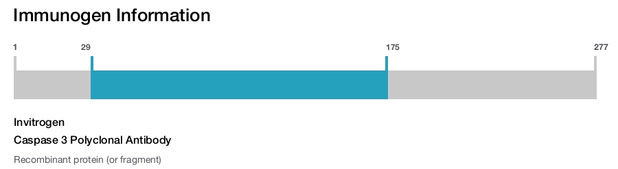 Caspase 3 Polyclonal Antibody
