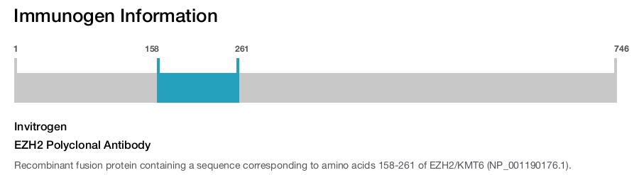 EZH2 Polyclonal Antibody