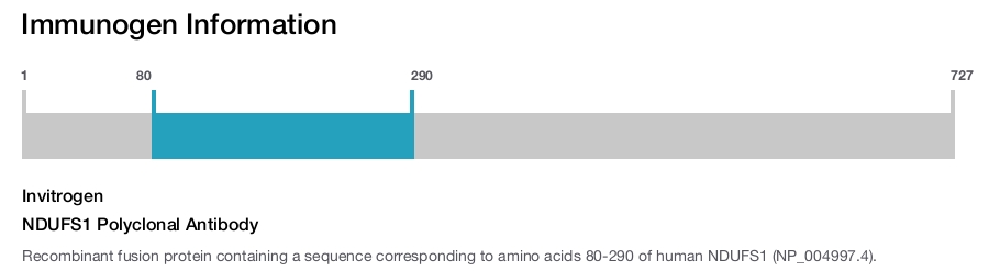 NDUFS1 Polyclonal Antibody