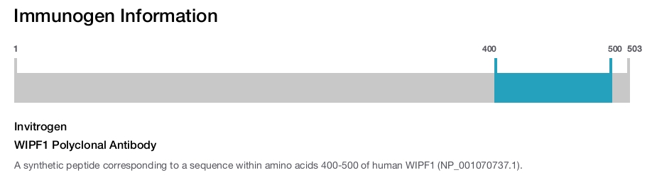 WIPF1 Polyclonal Antibody
