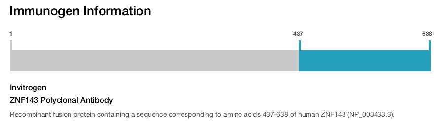 ZNF143 Polyclonal Antibody