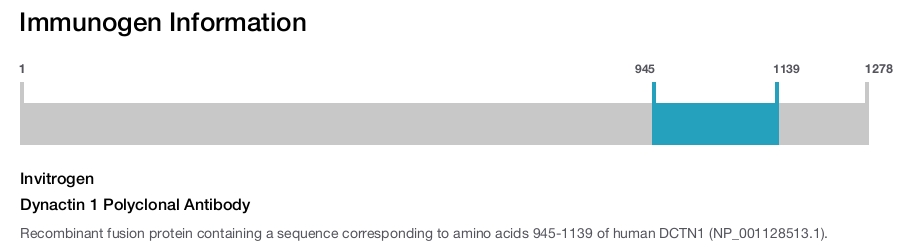 Dynactin 1 Polyclonal Antibody