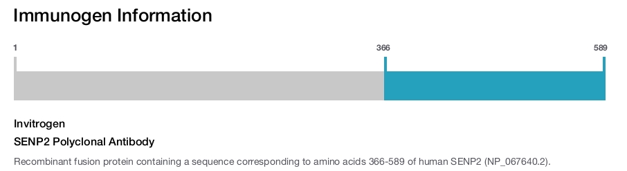 SENP2 Polyclonal Antibody