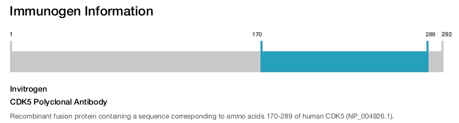 CDK5 Polyclonal Antibody
