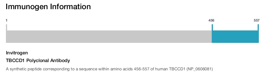 TBCCD1 Polyclonal Antibody