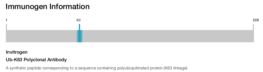 Ub-K63 Polyclonal Antibody