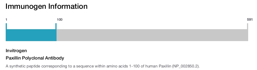 Paxillin Polyclonal Antibody