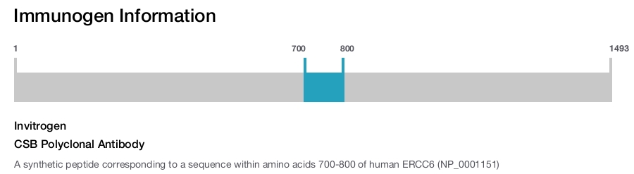 CSB Polyclonal Antibody