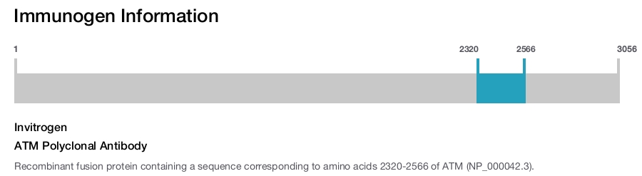 ATM Polyclonal Antibody