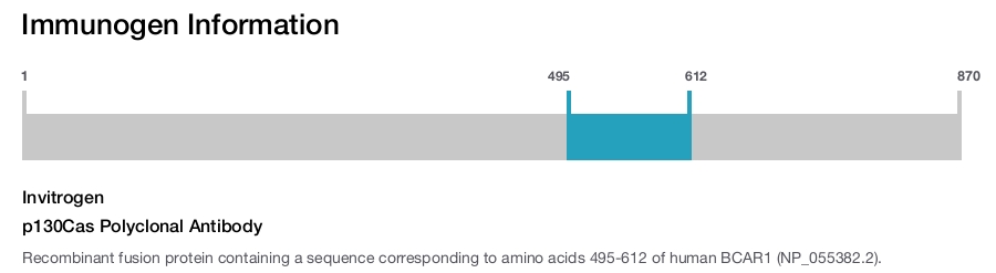 p130Cas Polyclonal Antibody