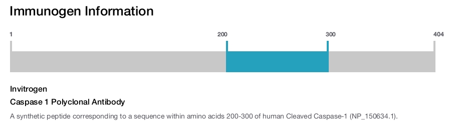 Caspase 1 Polyclonal Antibody