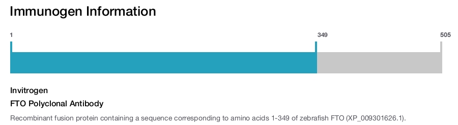 FTO Polyclonal Antibody