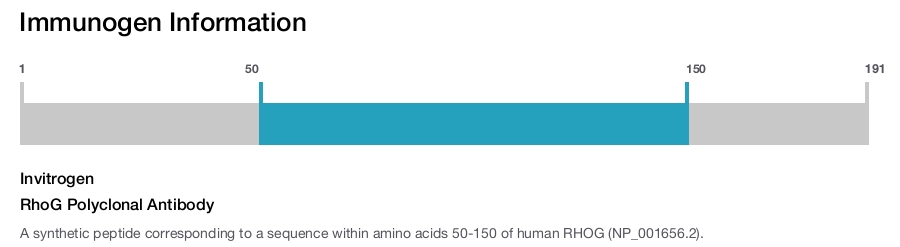 RhoG Polyclonal Antibody